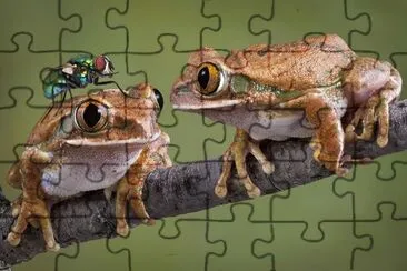 TWO FROGS