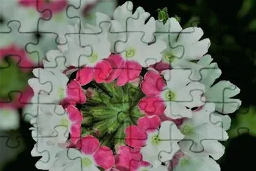 flores jigsaw puzzle