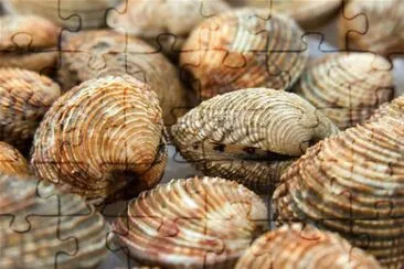 Tartufo di mare jigsaw puzzle