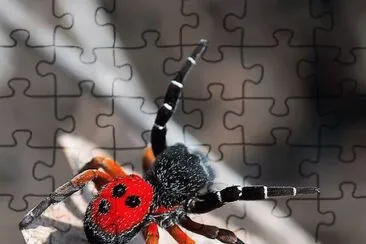 natural jigsaw puzzle