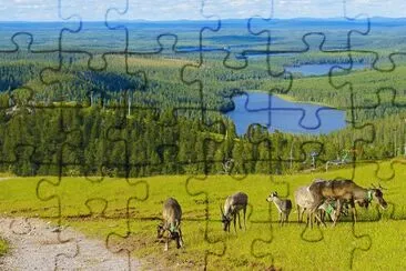 Finlande rennes jigsaw puzzle