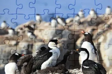 Cormorano antartico