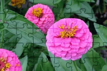 flores jigsaw puzzle