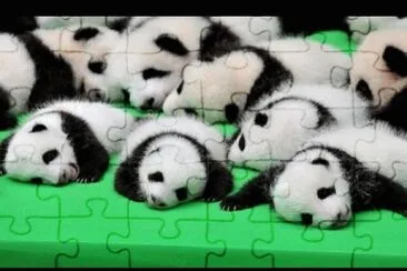 SON IMÃGENES DE PANDA