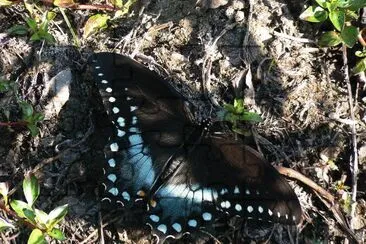 Papilio troilus