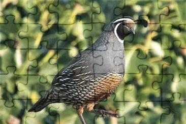 natural jigsaw puzzle