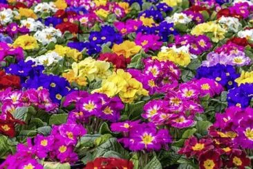 פאזל של Amazing Colorful Flowers