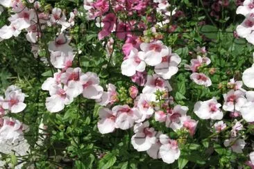 Diascia