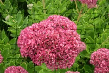 Sedum