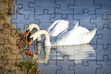 Imagem jigsaw puzzle