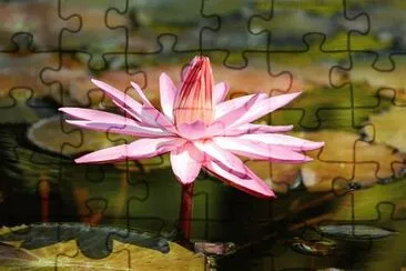 Imagem jigsaw puzzle