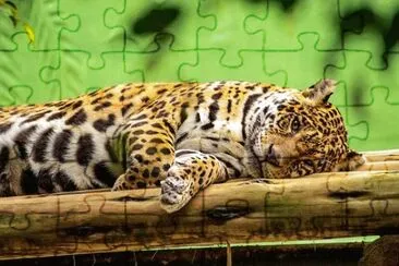 Imagem jigsaw puzzle