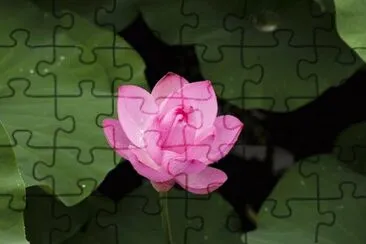 Imagem jigsaw puzzle