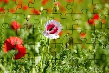 Imagem jigsaw puzzle