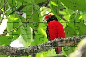 Imagem jigsaw puzzle