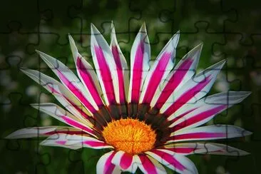 Gazania