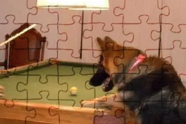 animal jigsaw puzzle