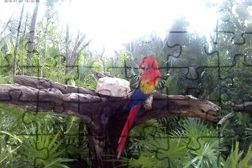 guacamaya