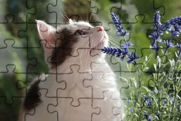 Imagem jigsaw puzzle