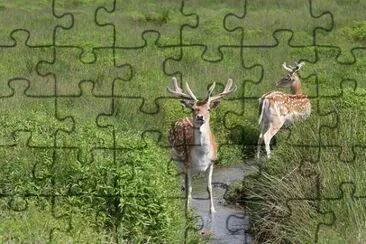 Imagem jigsaw puzzle