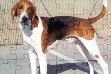 American foxhound