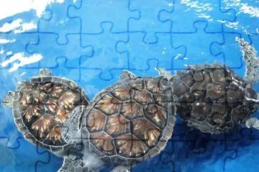 Tortugas en el Acuario de Veracruz. jigsaw puzzle