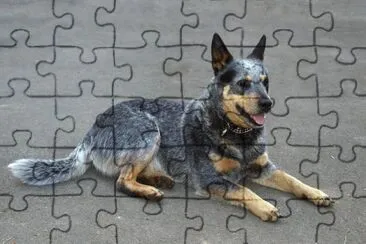 Blue heeler