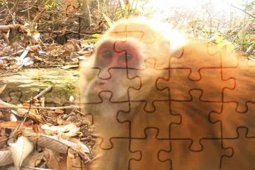 Macaca munzala jigsaw puzzle