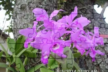 Blooming Orchids in our garden