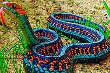 Color Snake