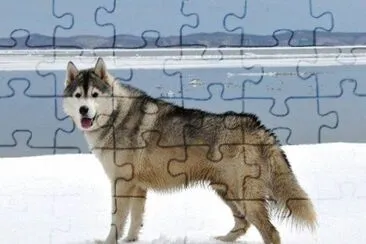 Sakhalin husky