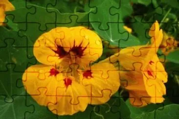 Imagem jigsaw puzzle