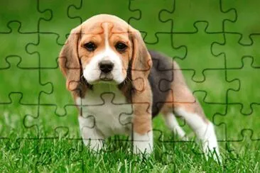 Imagem jigsaw puzzle