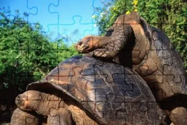 Imagem jigsaw puzzle