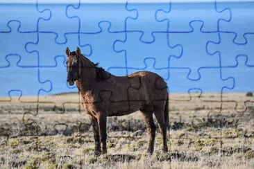 Imagem jigsaw puzzle