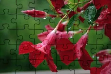 Imagem jigsaw puzzle