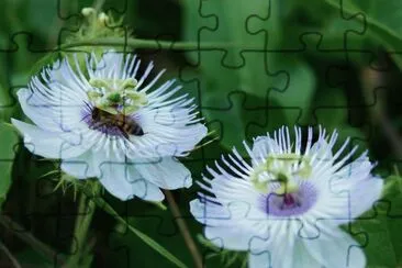 Imagem jigsaw puzzle