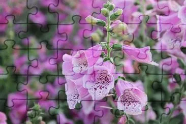 Imagem jigsaw puzzle