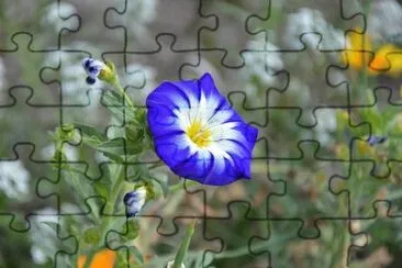 Imagem jigsaw puzzle