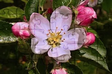 Fleurs de pommier