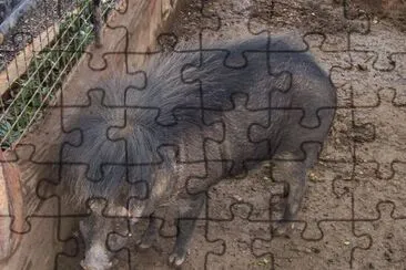 Cinghiale dalle verruche delle filippine jigsaw puzzle