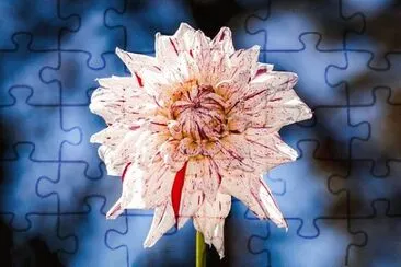 Imagem jigsaw puzzle