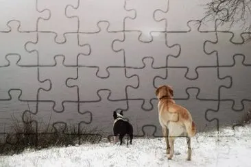 Chiens aux MontagnÃ©s