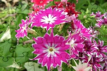 Phlox