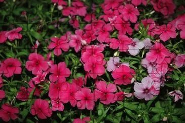 פאזל של Phlox