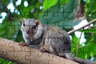 Dendrogale murina jigsaw puzzle