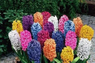 Hyacinth Colors jigsaw puzzle