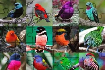 Birds jigsaw puzzle