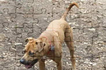 Catahoula bulldog