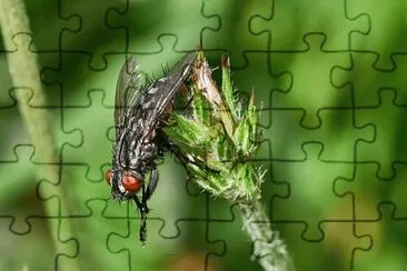 Imagem jigsaw puzzle